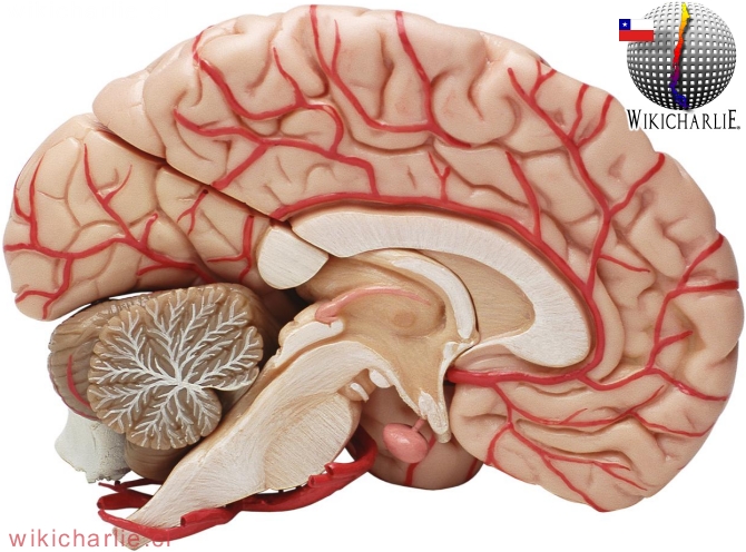 Cerebro humano.jpg