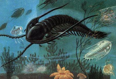 Trilobite en Paleoecologia