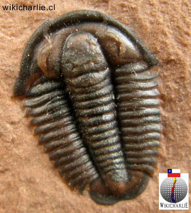 Trilobitomorfos.png
