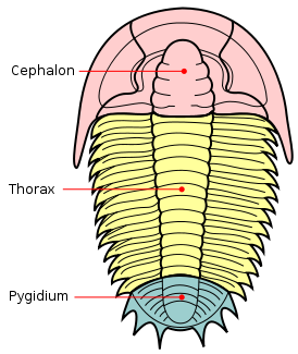 Trilobite x Secciones