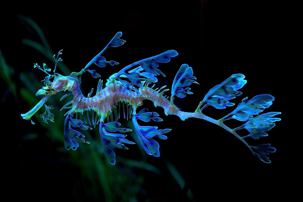 Dragon de mar azul.jpg