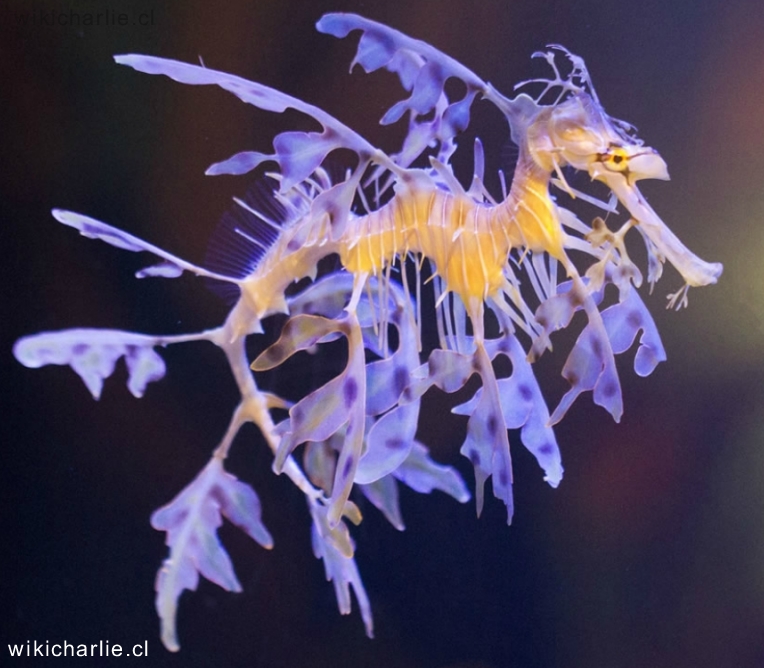 Dragon de mar Phycodurus eques 2.jpg