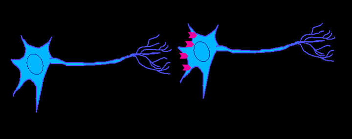 Neurona Animada WikicharliE.gif
