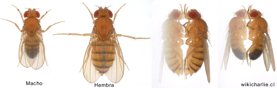 Мужской пол дрозофилы. Муха дрозофила самка и самец. Пол мушки дрозофилы. Самка и самец дрозофилы. Самец дрозофилы.