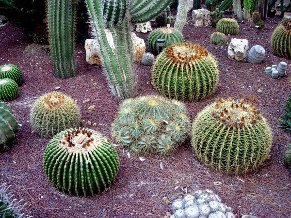 Cactus - WikicharliE