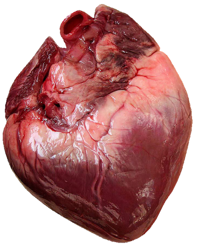 1 Corazon.png