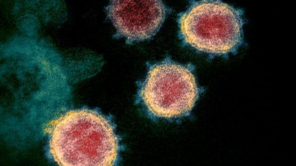 Virus Covid-19.jpg