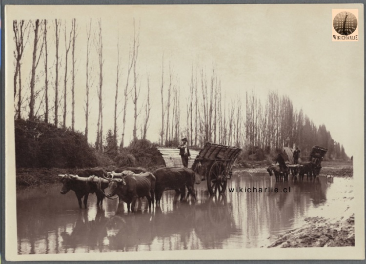 Carreta en el campo, cerca de Santiago 1891.jpg